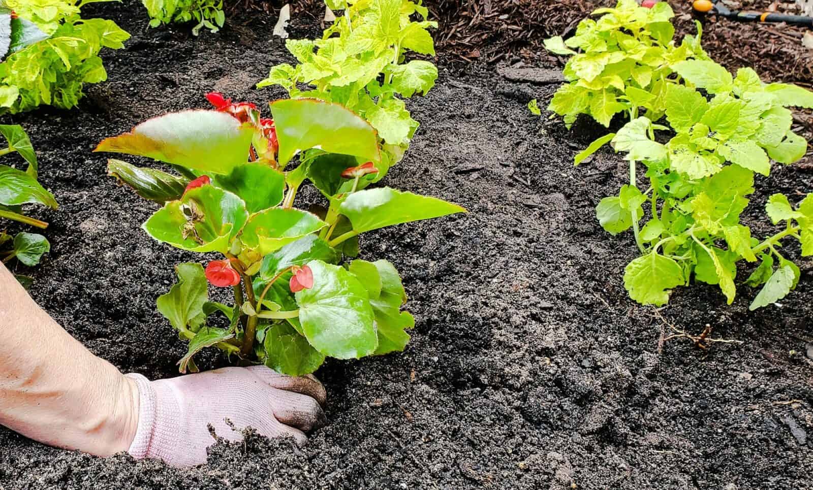Gardener planting flowering annuals to add touch of color to landscape plan.