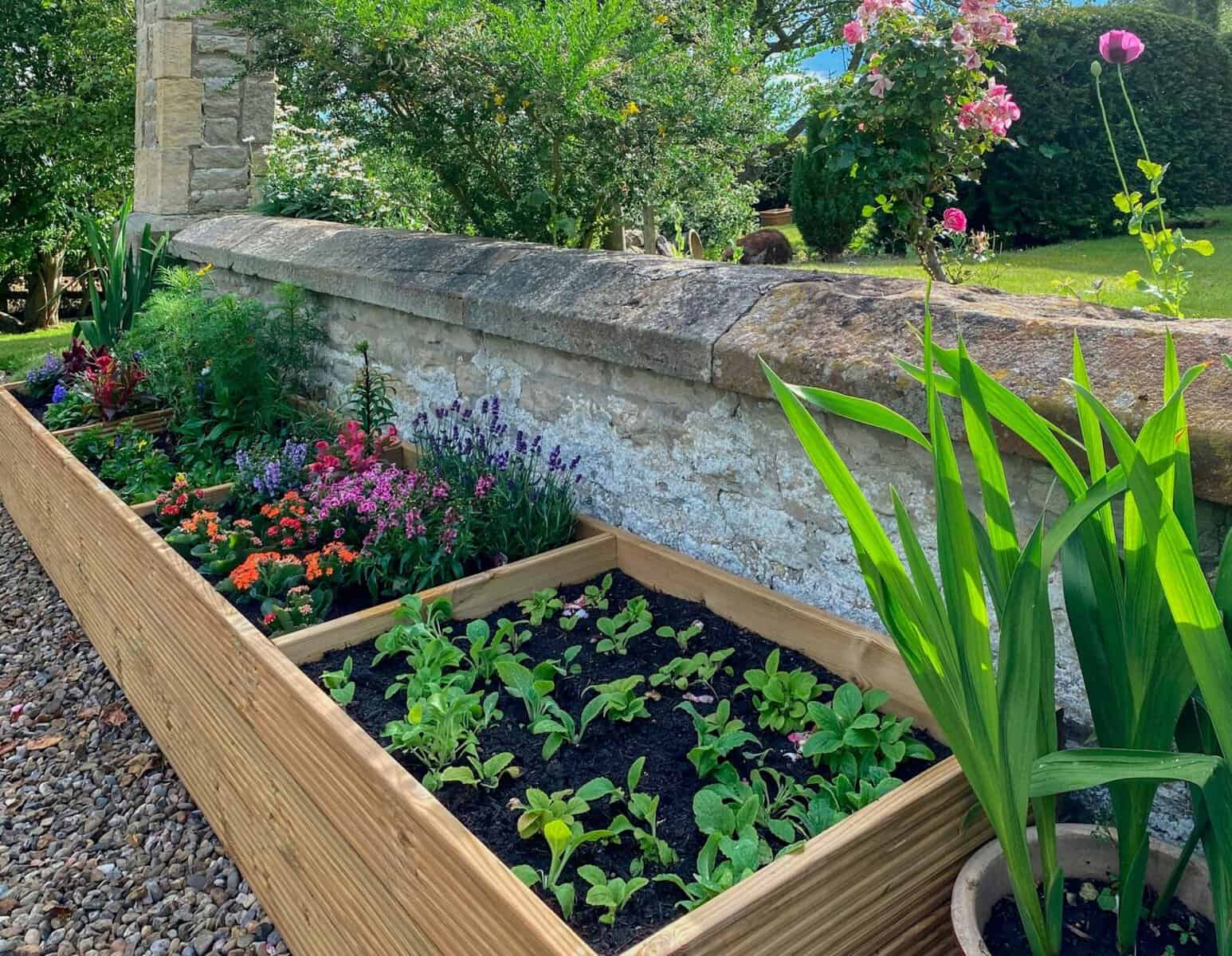Spring growth in a flower bed
