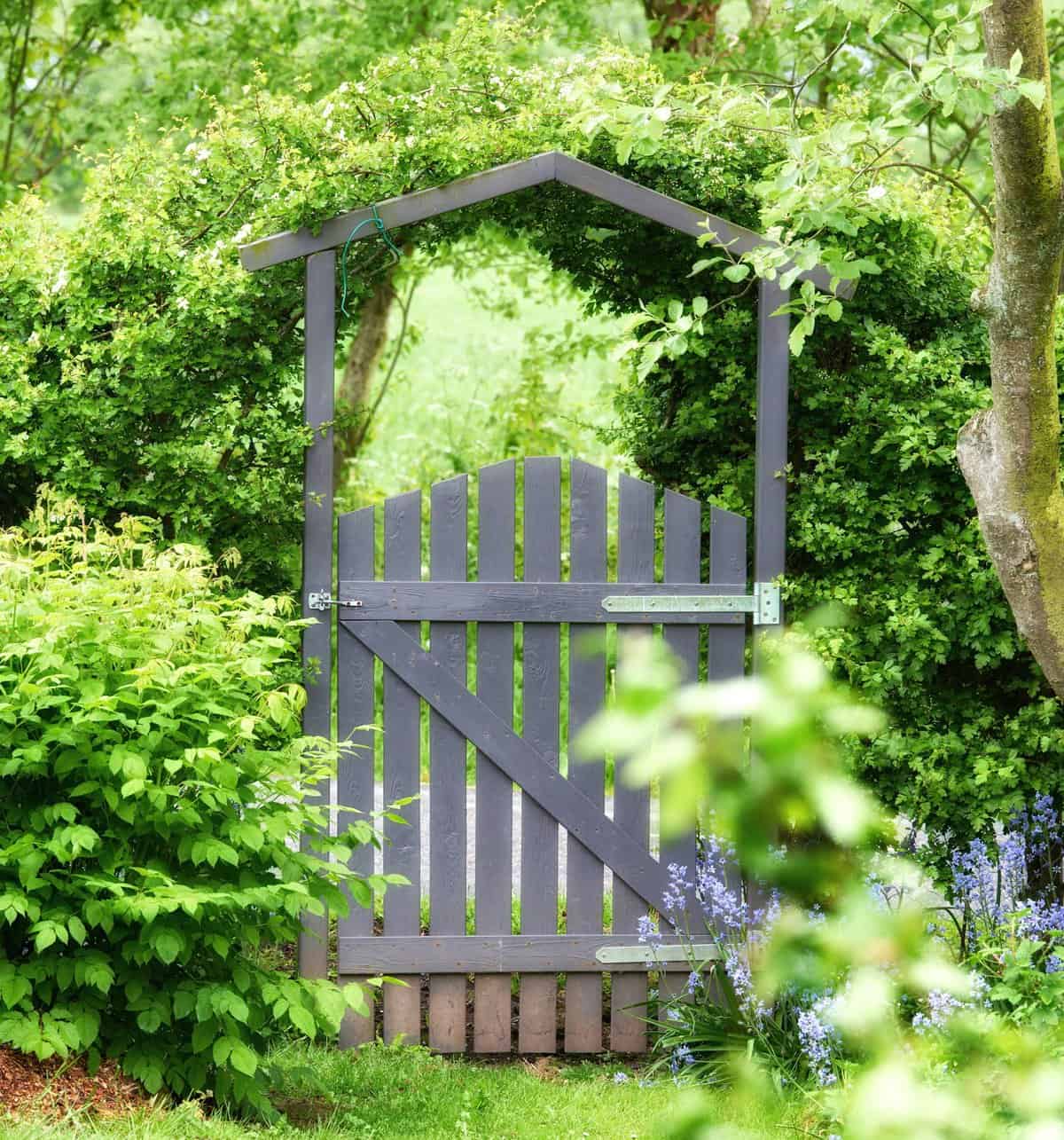Summer garden. A photo of the garden in summertime.